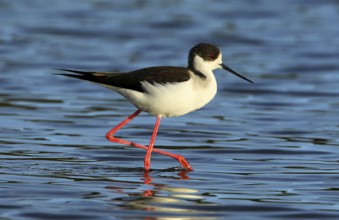 Black-winged Stilt (Himantopus himantopus) male foraging, French Riviera, France