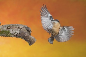 Eurasian Nuthatch (Sitta europaea) landing on a branch, Aosta Valley, Italy
