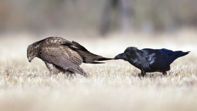 Common Buzzard & Northern Raven (Buteo buteo & Corvus corax) wrangling, Saxony-Anhalt, Germany