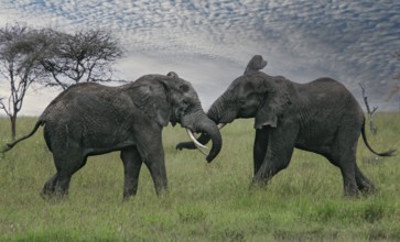 Afrikanischer Elefant (Loxodonta africana) zwei kämpfende Bullen in Savanne, Serengeti National