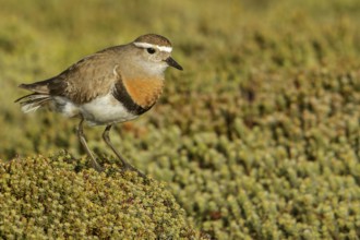 Rufous-chested Dotterel (Charadrius modestus) on the ground in the Falkland Islands