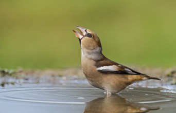 Hawfinch (Coccothraustes coccothraustes) male drinking at waterhole, Aosta Valley, Italy