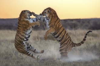 Bengal Tiger (Panthera tigris) two females fighting, captive, Philippolis, South Africa