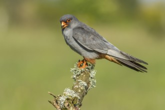 Red-Footed Falcon (Falco vespertinus), adult male perched on a branch, Galicia, Spain