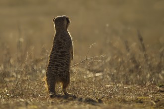 Meerkat (Suricata suricatta) stand watch and searching distance in grassland, Castile-La Mancha,