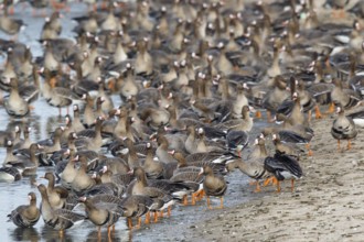 Greater White-fronted Goose (Anser albifrons) huge flock resting in water, North Rhine-Westphalia,