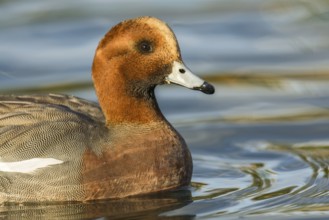 Eurasian Wigeon (Mareca penelope) male, Arizona, USA