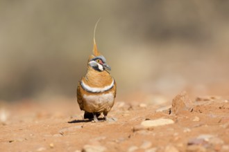 Spinifex Pigeon (Geophaps plumifera) perched on the ground, Northern Territory, Australia