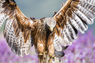 Red Kite (Milvus milvus) landing, Madrid, Spain