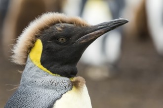 King Penguin (Aptenodytes patagonicus) juvenile, Falkland Islands