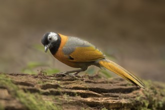 Collared Laughingthrush (Trochalopteron yersini), Bidoup National Park, Vietnam