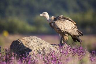 Griffon Vulture (Gyps fulvus) in field, Madrid, Spain