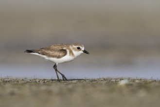 Lesser Sand Plover (Charadrius mongolus) foraging, Oman