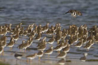 Ruff (Calidris pugnax), Oman