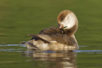 Red-crested Pochard (Netta rufina) female, Brandenburg, Germany