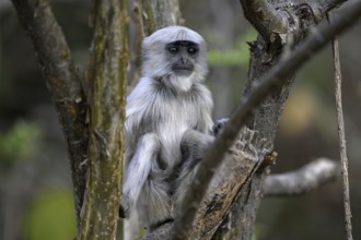 Terai grey langur (Semnopithecus hector), juvenile, portrait, Corbett National Park, near Ramnagar,