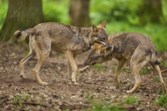 Two wolves playfully fighting together in a wooded area, Wolf (Canis Lupus), Germany