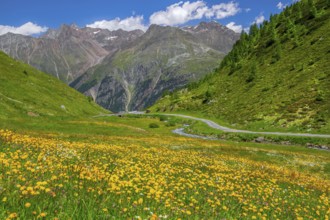 Blooming mountain meadow on the Ötztal glacier road, Sölden, Ötztal, Ötztal Alps, Tyrol, Austria