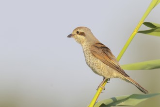Red-backed shrike (Lanius collurio), female sitting on a reed stalk, looking for prey, wildlife,