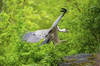 Eurasian griffon vulture (Gyps fulvus) landing on a rock, Bavaria, Germany