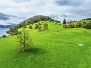 Farms and mountains over Ullswater Lake from drone, Pooley Bridge, Lake District National Park,