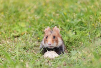 A European hamster (Cricetus cricetus) leaves his burrow