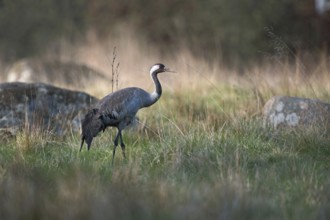 In its natural environment... Common crane (Grus grus) in its breeding territory in Sweden walking