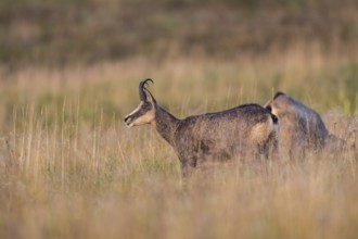 Chamois (Rupicapra rupicapra) on a meadow in the Vosges Mountains, wildlife, France