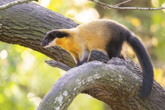 Yellow-throated marten (Martes flavigula) on a tree in autumn, Germany