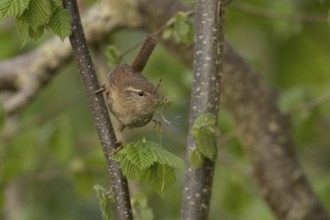 Eurasian wren (Troglodytes troglodytes) adult garden bird with nesting material in its beak in a
