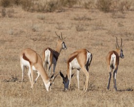 Springboks (Antidorcas marsupialis), group of adults, feeding on dry grass, alert, Kalahari desert,
