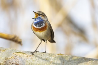 Bluethroat (Luscinia svecica cyanecula) ml Germany