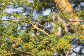 Southern vervet monkey (Chlorocebus pygerythrus) sitting in a flowering tree, eating yellow flowers