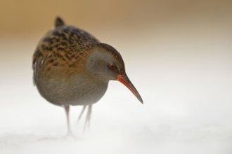 Water rail (Rallus aquaticus) in frosty, harsh winter, resident bird, not migratory, foraging in