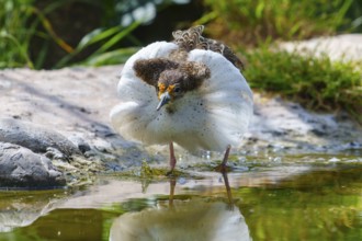 A bird with its reflection in the water, ruff (Calidris pugnax, Syn.: Philomachus pugnax),