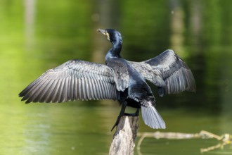 Cormorant, (Phalacrocorax carbo), wildlife, France