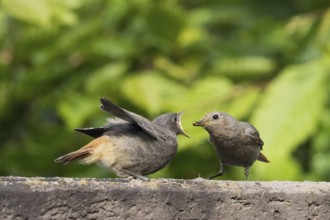 A female black redstart (Phoenicurus ochruros) feeding young on a wall, Hesse, Germany