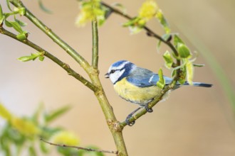 Blue tit (Parus caeruleus) Germany