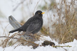 Blackbird (Turdus merula), male, in winter on snow-covered ground in the garden, Wilnsdorf, North