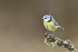 Blue tit (Parus caeruleus), sitting on a branch overgrown with lichen, Wilnsdorf, North