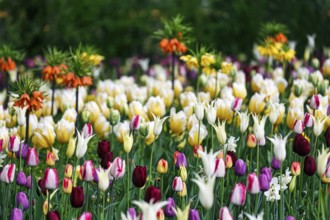 Different coloured tulips (Tulipa), colourful tulip bed, Keukenhof gardens, Lisse, Bollenstreek,