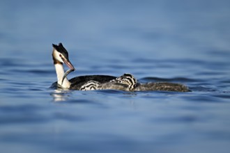 Great Crested Grebe (Podiceps Scalloped ribbonfish), feeding a chick with fish, swimming in the