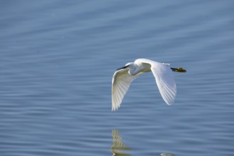 Little Egret (Egretta garzetta) Germany