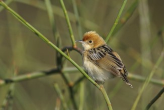 Golden-headed Cisticola (Cisticola exilis) male, Victoria, Australia