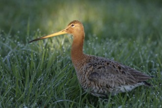 Black-tailed Godwit (Limosa limosa), Netherlands
