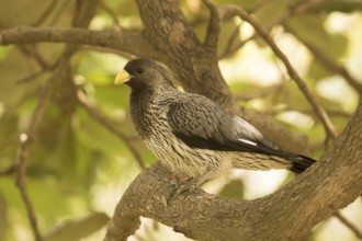 Western Plantain-eater (Crinifer piscator), Gambia