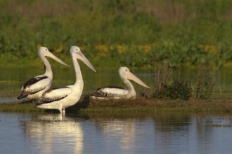 Australian Pelican (Pelecanus conspicillatus), Victoria, Australia