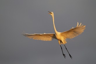 Great Egret (Ardea alba) flying, Florida, USA