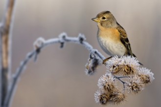 Brambling (Fringilla montifringilla) female, Saxony-Anhalt, Germany