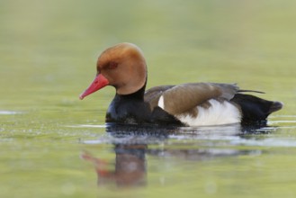 Red-crested Pochard (Netta rufina) male, Brandenburg, Germany